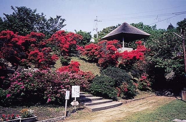 Azalea at Hayashima Park