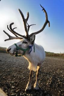 Reindeer