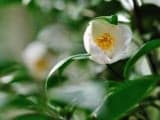 Camellia Gardens around the World