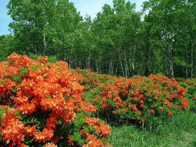 レンゲツツジと白樺