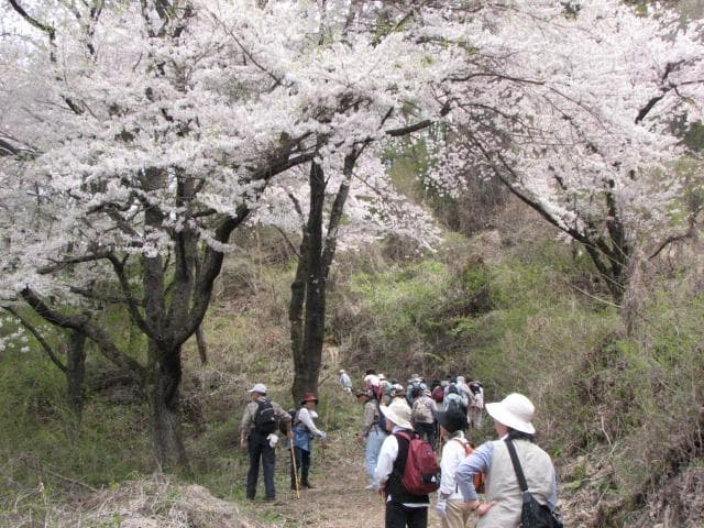 On the hillside of the Senbonzakura Mountain Trail