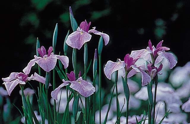Iris of Kagura Joko Lake