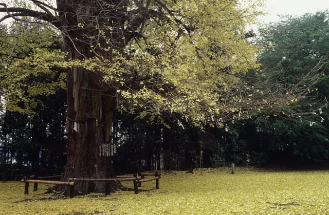 白旗山八幡宮のオハツキイチョウ