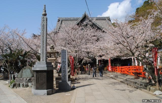紀三井寺の桜