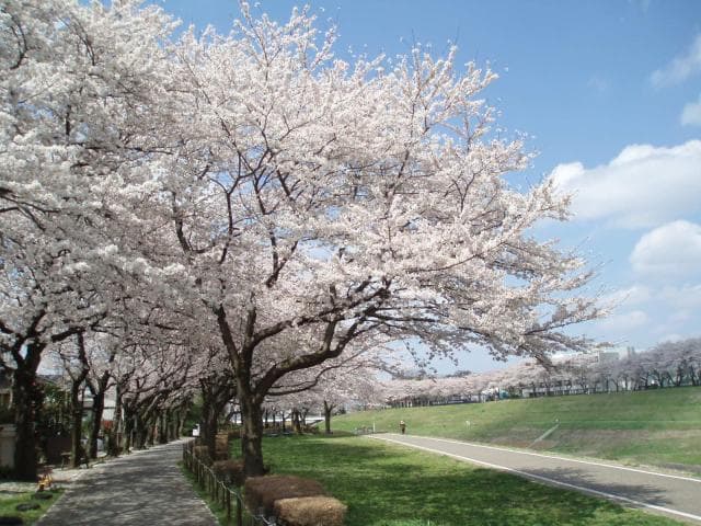 Canal cherry blossoms (hill of view)