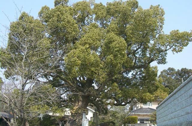 Saburomaru's Daikusu