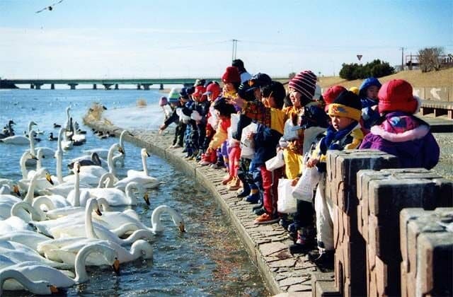 A swan in Shizuuchikawa