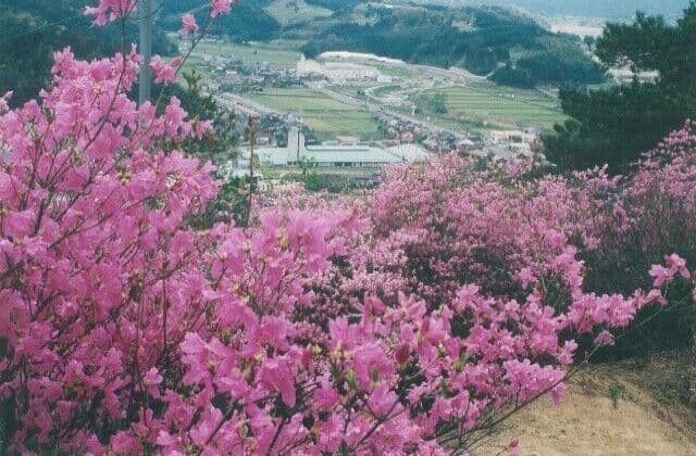 Azalea at Kamei Park