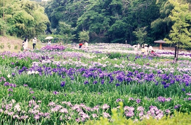 Iris Garden in Kameyama Park