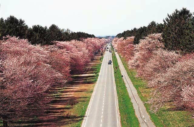 20-ma Road Cherry Blossom Trees