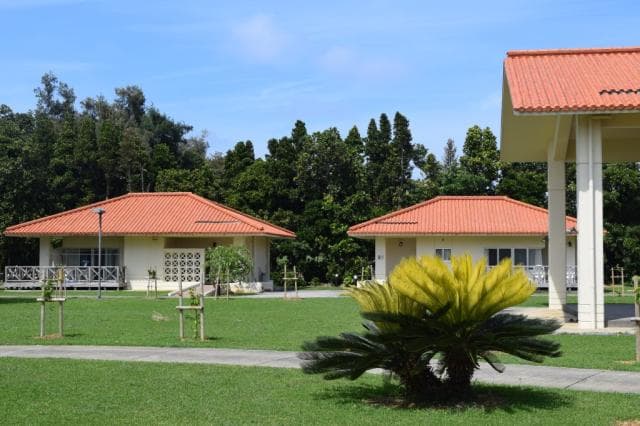 Dream patio tarama (golden cycad)