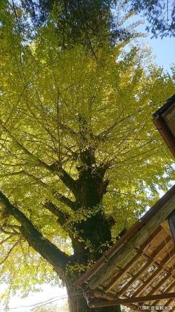 Ohatsuki ginkgo in Fukumoto