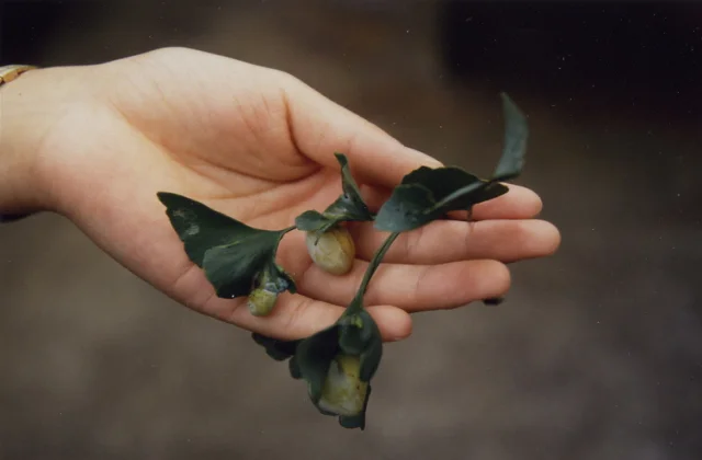 Ohatsuki ginkgo in Fukumoto