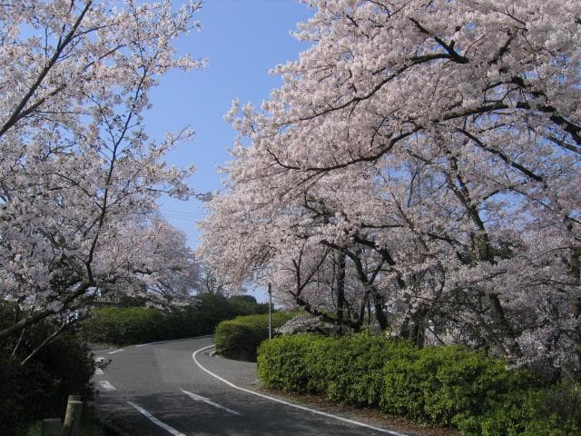 Tokiwa Park