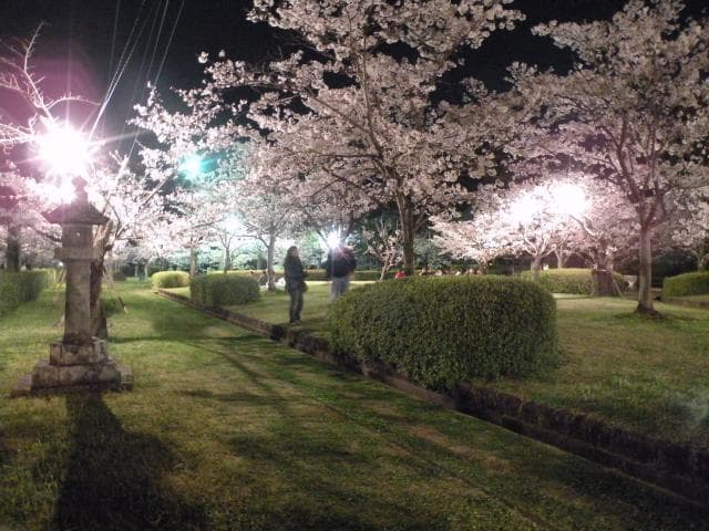 Asahigaoka Park Night Cherry Blossom Light Up