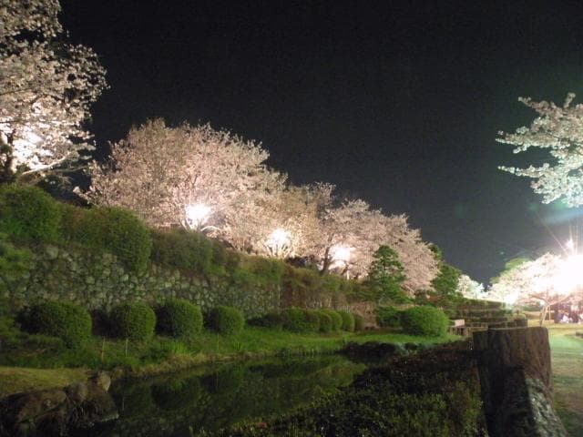 Asahigaoka Park Night Cherry Blossom Light Up
