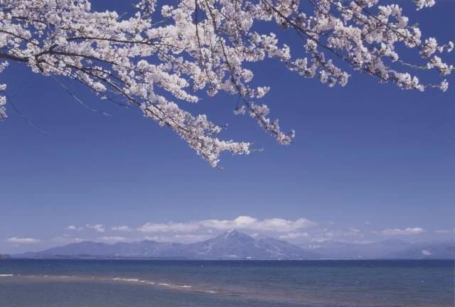 舟津公園の桜