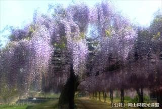 Wisteria in Fuji Park