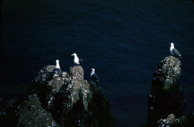 Seabirds of Daikokujima