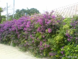 Bougainvillea