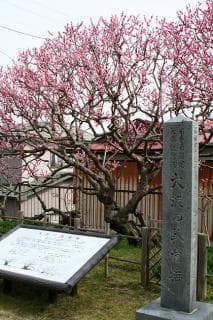 Wolong plum