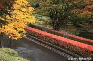 紅葉