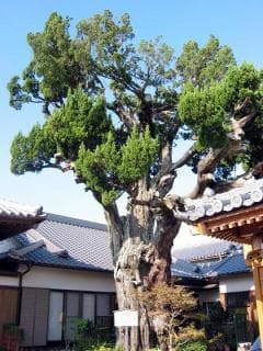 Ibuki of Shoganji Temple