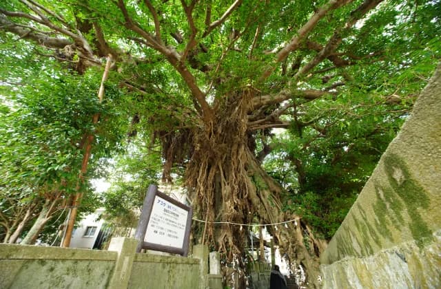 A tree of Narao
