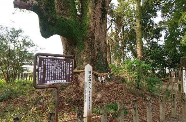 The root of Kusu in Uwabukita