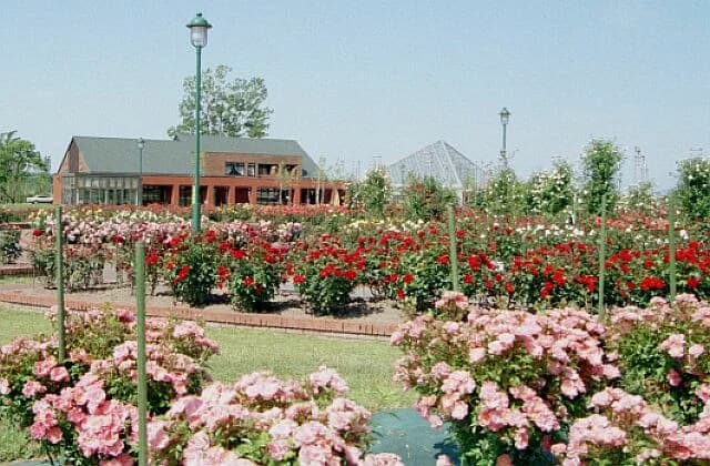 Roses in Iwamizawa Park