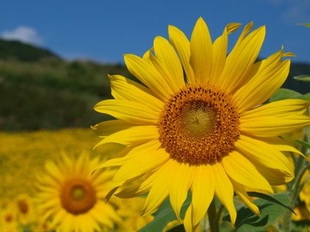 Sannokura Kogen flower garden sunflower
