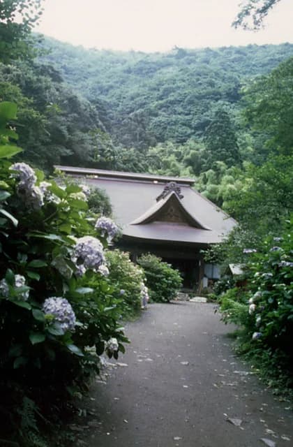 Hydrangea of Amitabha Temple