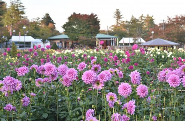 Kawanishi Dahlia Garden