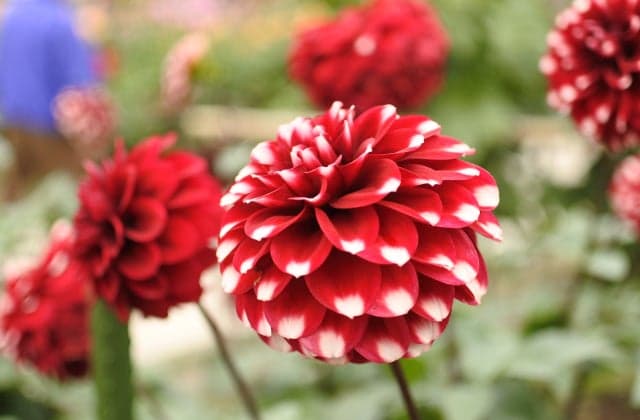 Kawanishi Dahlia Garden