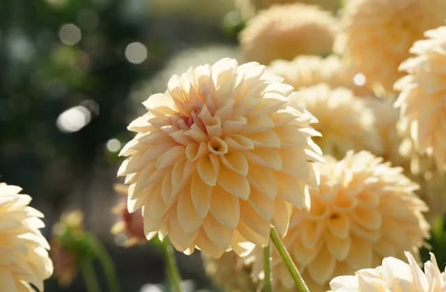 Kawanishi Dahlia Garden