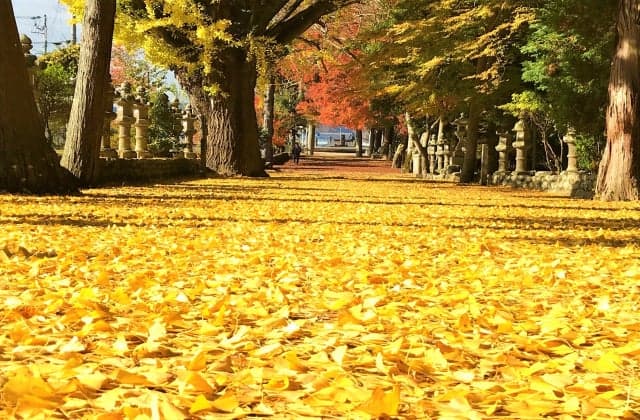 A carpet of ginkgo on the approach to Tsumita Shrine