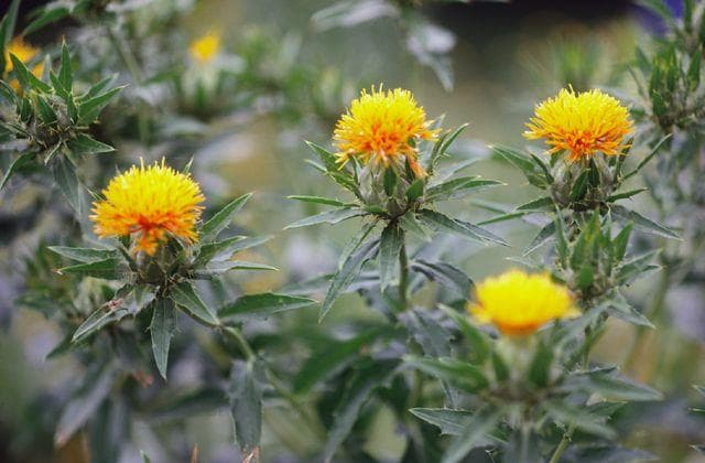 Safflower