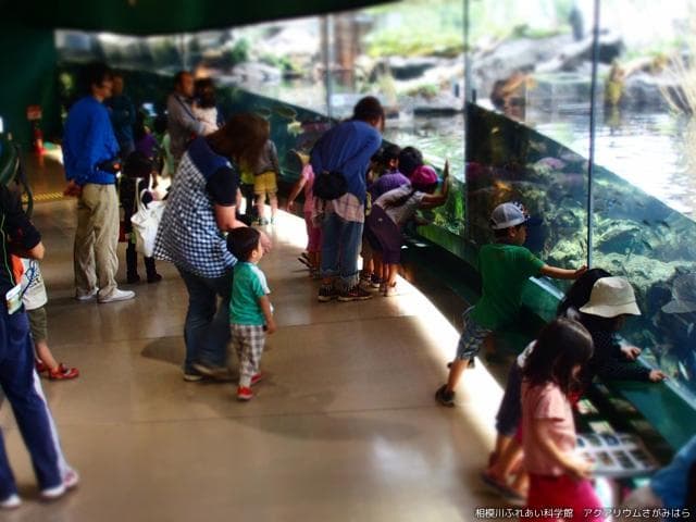 The current aquarium