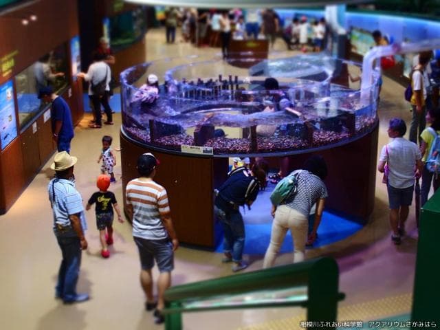 Slope fish observation aquarium