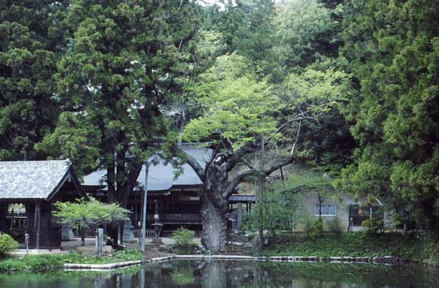 Large zelkova of Homi Suwa Jugosho-jinja Shrine