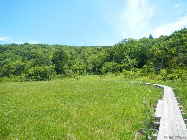 Tamahara Marshland (wood road)