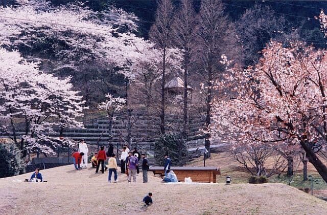 Sakura of Lake Tsukui
