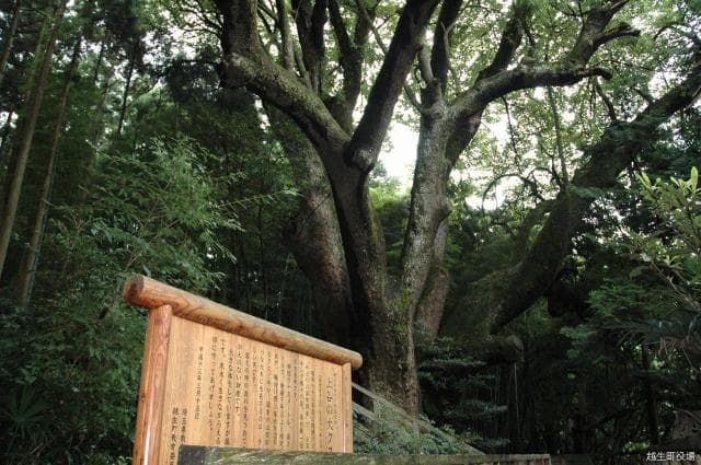 Daikusu of Kamiya