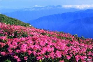 伊吹山山頂お花畑(シモツケソウ)
