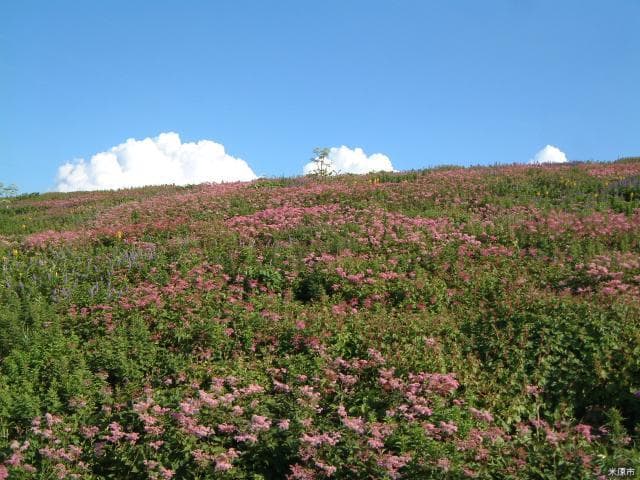 伊吹山山頂お花畑(シモツケソウ)