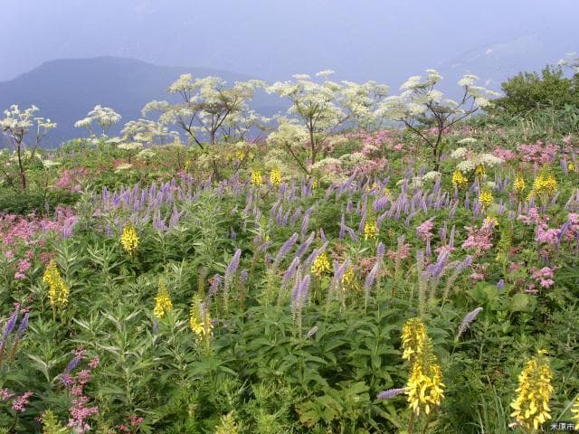 伊吹山山頂のお花畑(多彩なお花)