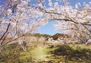 草山公園さくら