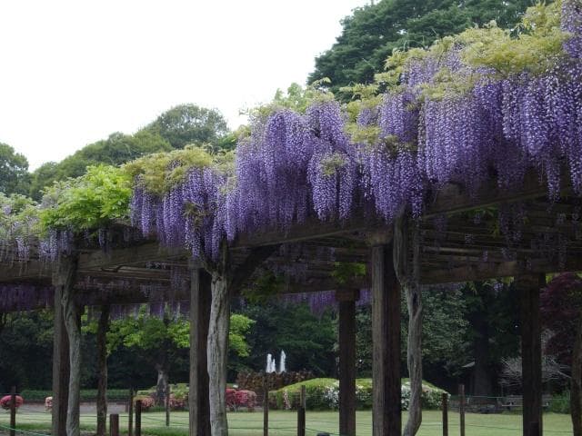 Wisteria trellis in Tataranuma Park