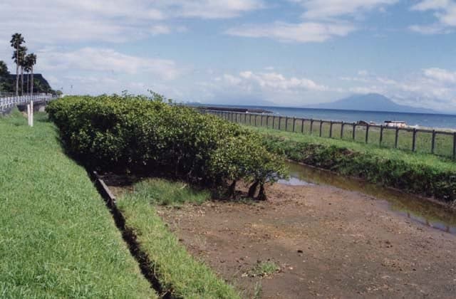 メヒルギ(リュウキュウコウガイ)