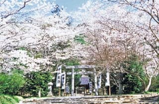 木戸公園/さくら